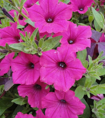 Petunia Supertunia Vista® Fuchsia
